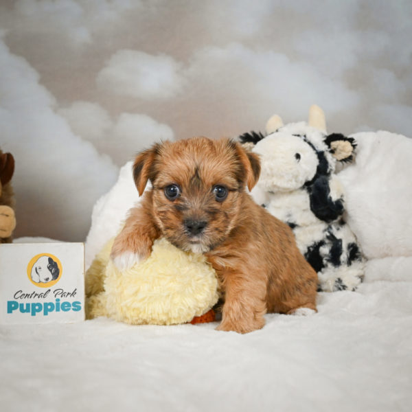 F1 Morkie Puppy for Sale