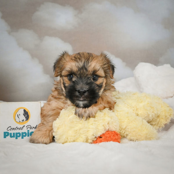 F1 Morkie Puppy for Sale