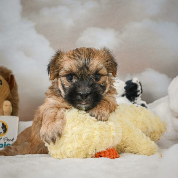 F1 Morkie Puppy for Sale