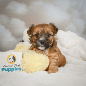 F1 Morkie Puppy for Sale