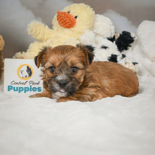 F1 Morkie Puppy for Sale