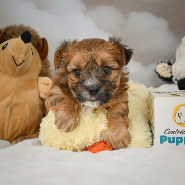 F1 Morkie Puppy for Sale
