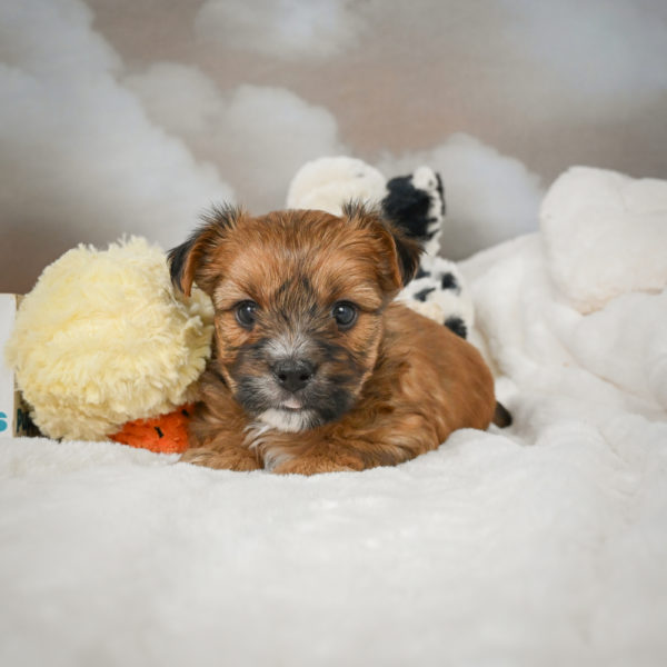 F1 Morkie Puppy for Sale