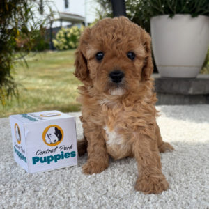 F1b Cavapoo Puppy for Sale