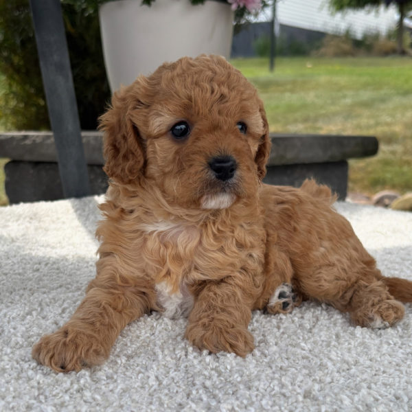 F1b Cavapoo Puppy for Sale