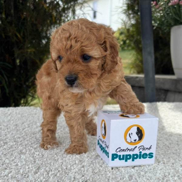 F1b Cavapoo Puppy for Sale