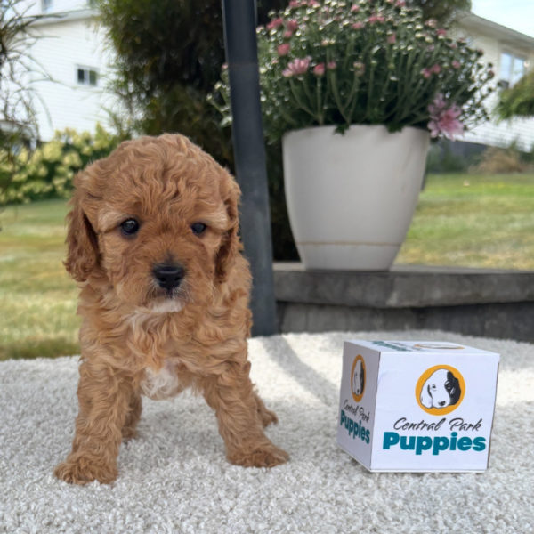 F1b Cavapoo Puppy for Sale
