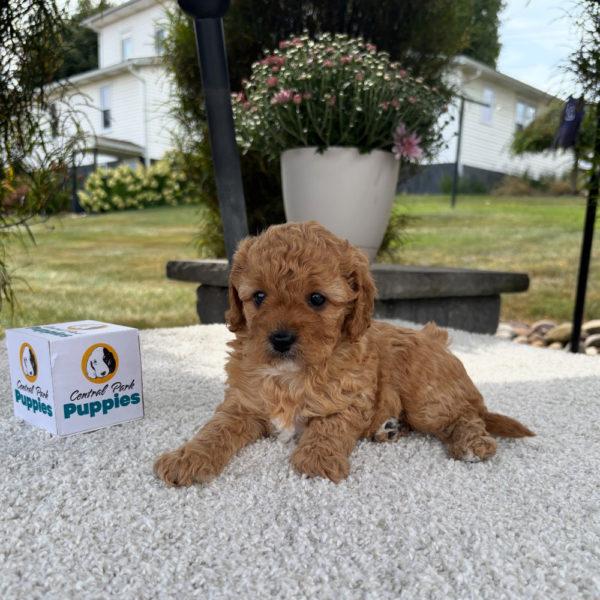 F1b Cavapoo Puppy for Sale