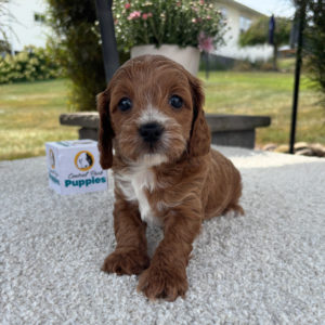 F1b Cavapoo Puppy for Sale
