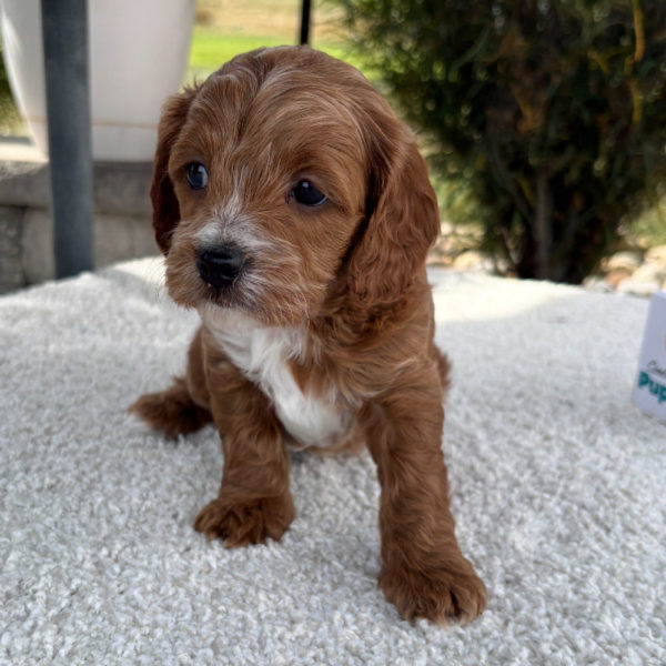 F1b Cavapoo Puppy for Sale
