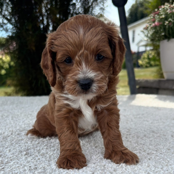 F1b Cavapoo Puppy for Sale