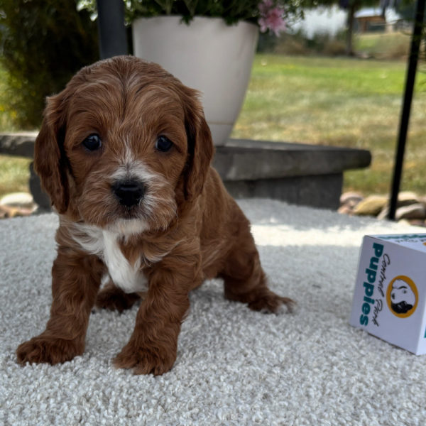 F1b Cavapoo Puppy for Sale