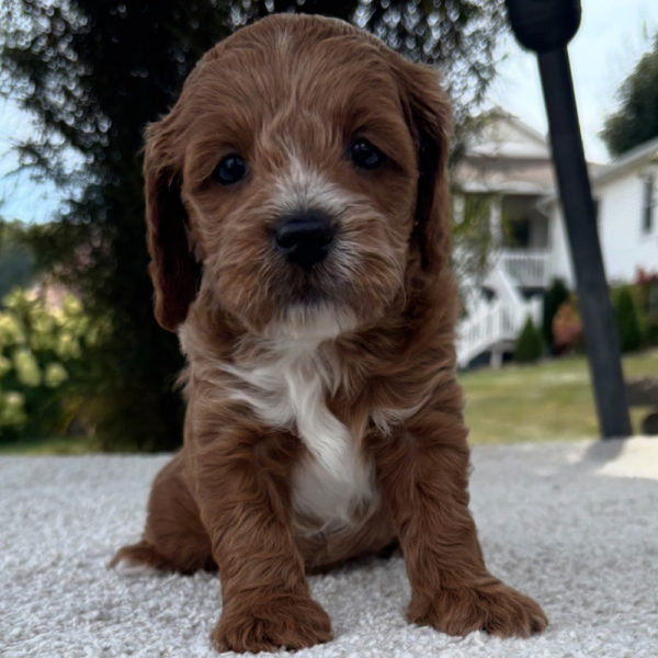 F1b Cavapoo Puppy for Sale