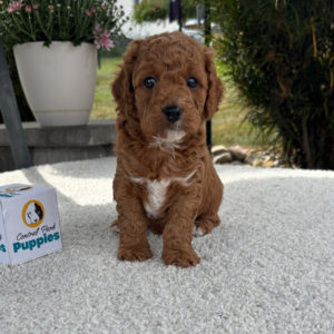 F1b Cavapoo Puppy for Sale
