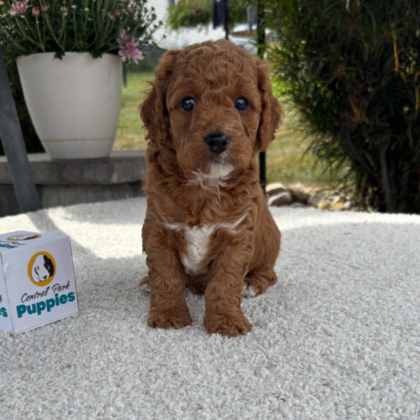 F1b Cavapoo Puppy for Sale