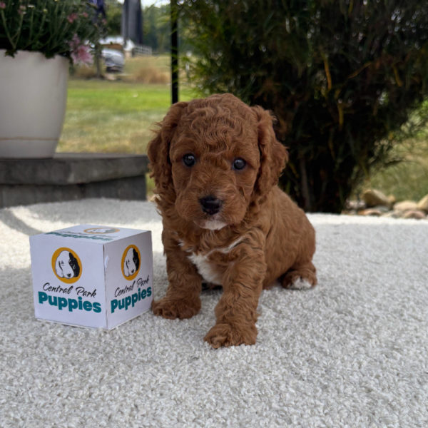 F1b Cavapoo Puppy for Sale