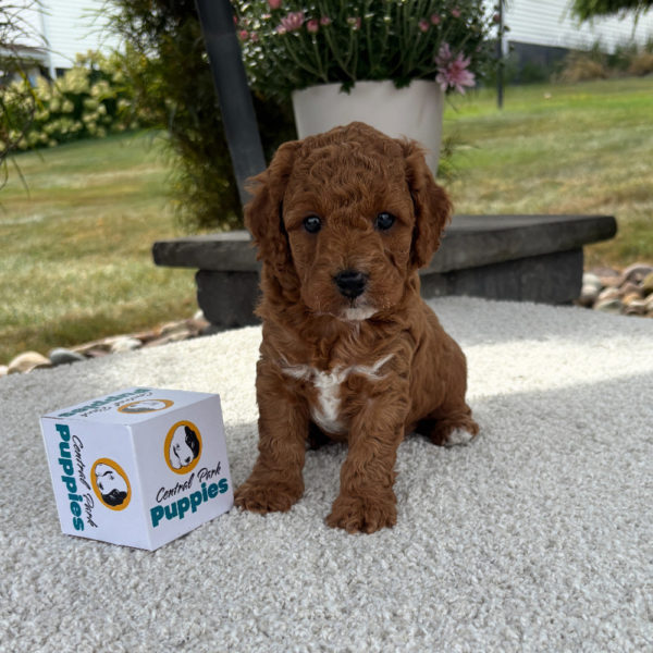 F1b Cavapoo Puppy for Sale