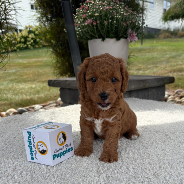 F1b Cavapoo Puppy for Sale