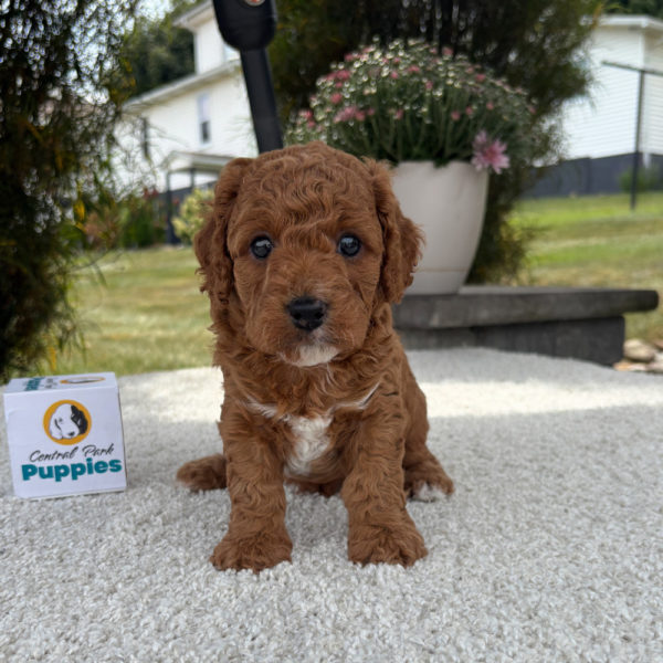 F1b Cavapoo Puppy for Sale