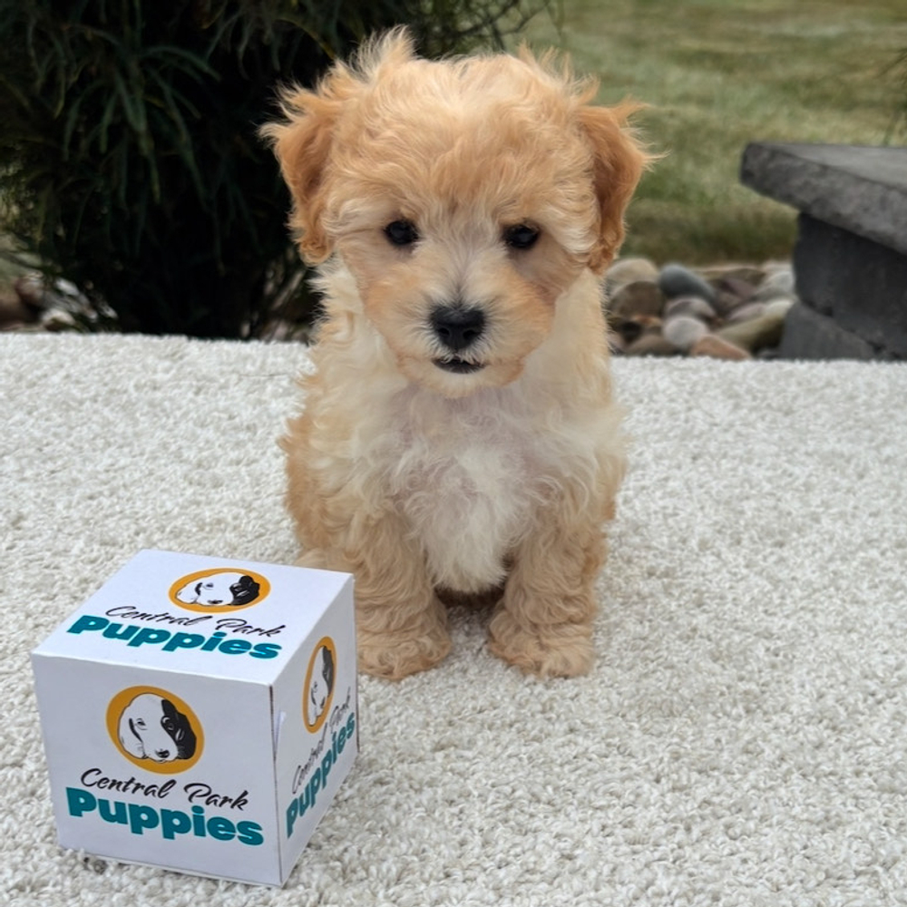 F1 Maltipoo Puppy for Sale in NYC