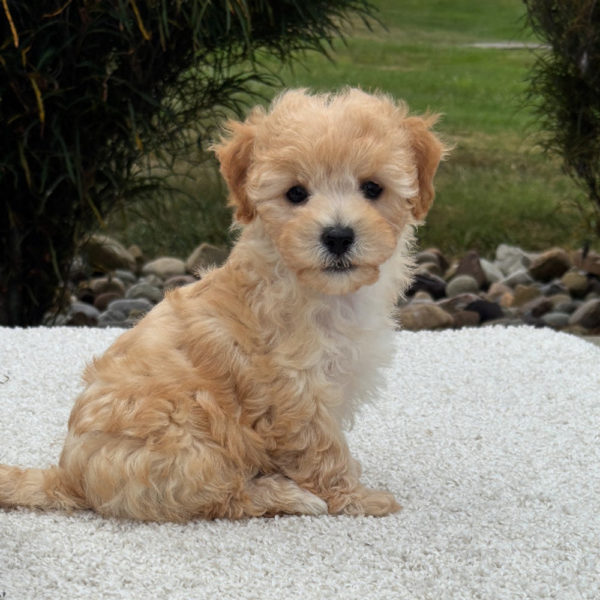 F1 Maltipoo Puppy for Sale