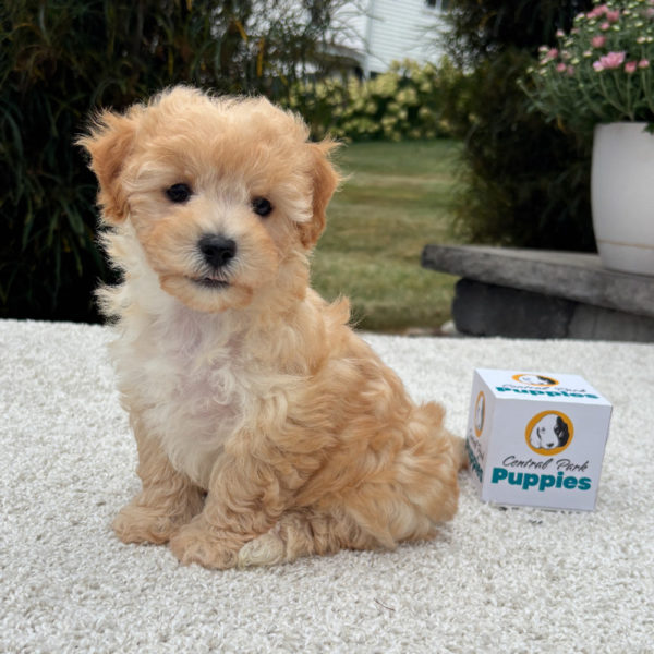 F1 Maltipoo Puppy for Sale