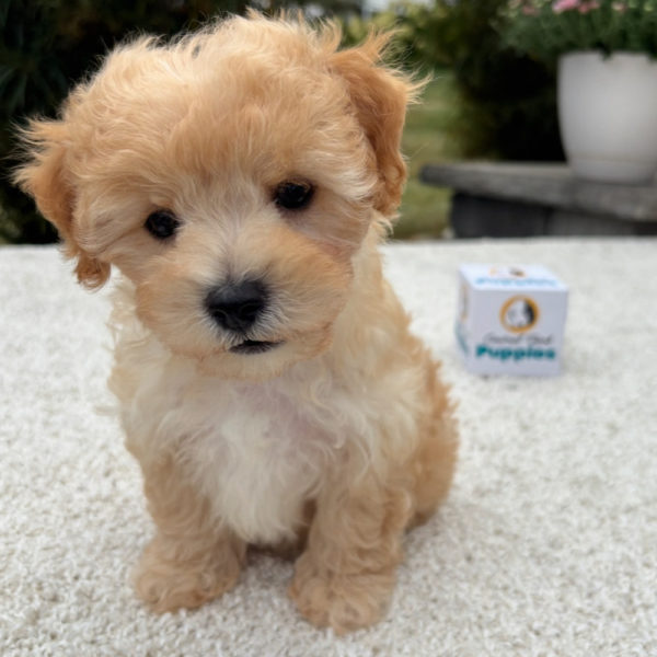 F1 Maltipoo Puppy for Sale