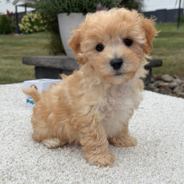 F1 Maltipoo Puppy for Sale