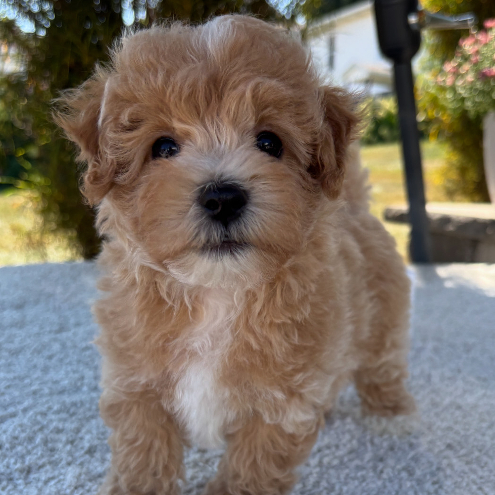 F1 Maltipoo Puppy for Sale in NYC