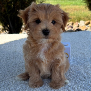 F1 Maltipoo Puppy for Sale