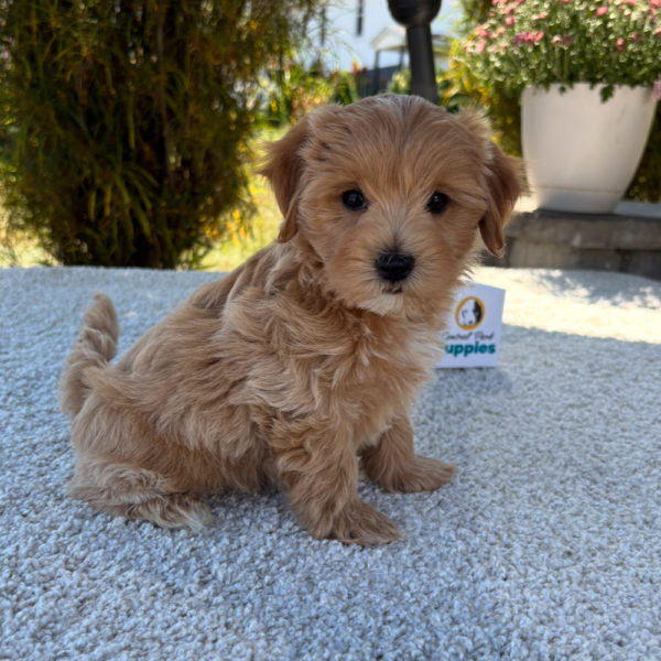 F1 Maltipoo Puppy for Sale