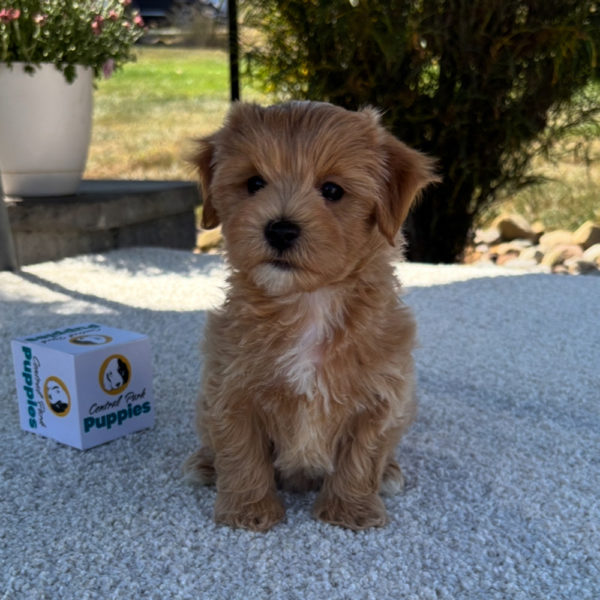 F1 Maltipoo Puppy for Sale
