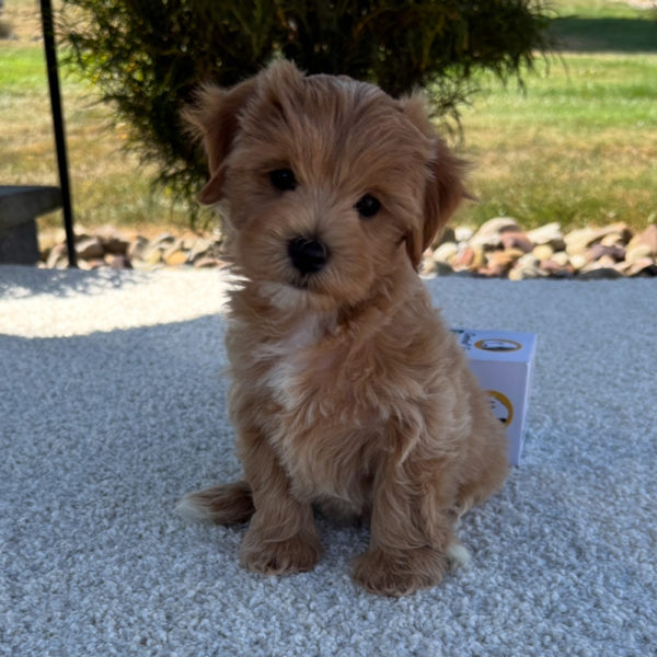 F1 Maltipoo Puppy for Sale