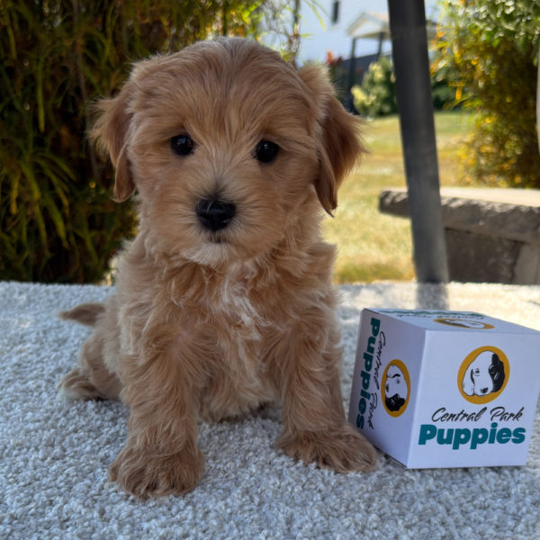 F1 Maltipoo Puppy for Sale