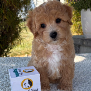 F1 Maltipoo Puppy for Sale
