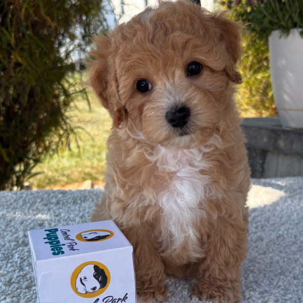 F1 Maltipoo Puppy for Sale