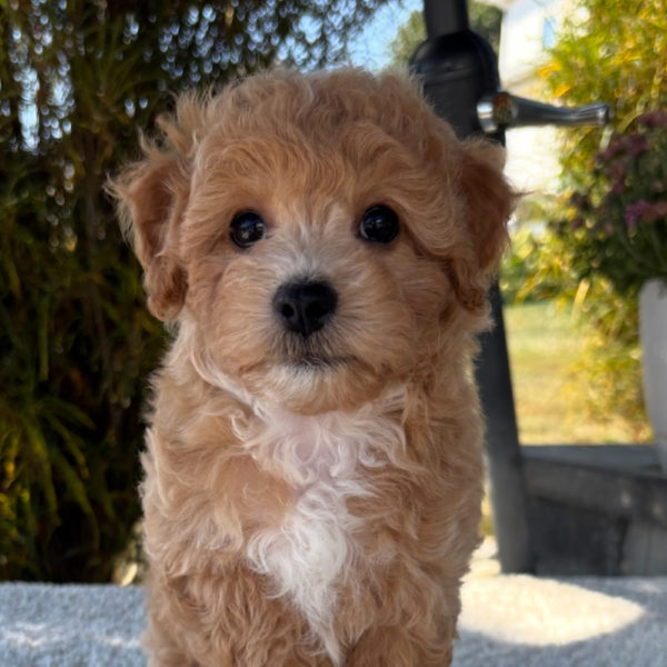 F1 Maltipoo Puppy for Sale