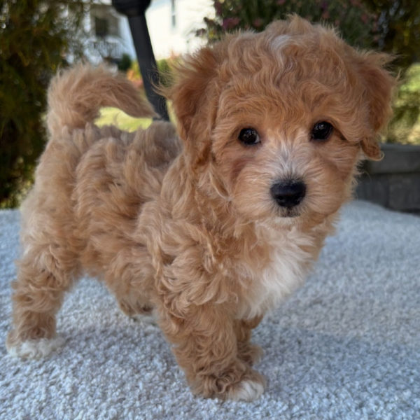 F1 Maltipoo Puppy for Sale