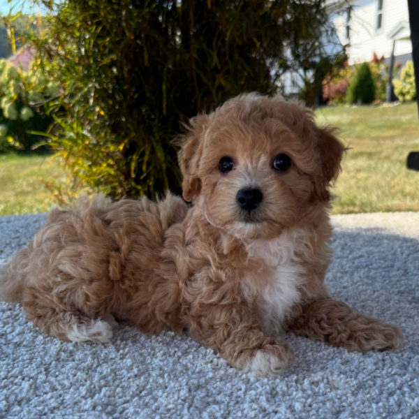 F1 Maltipoo Puppy for Sale