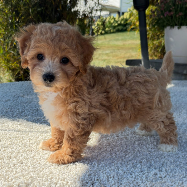 F1 Maltipoo Puppy for Sale