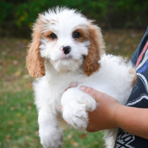 F1 Cavapoo Puppy for Sale