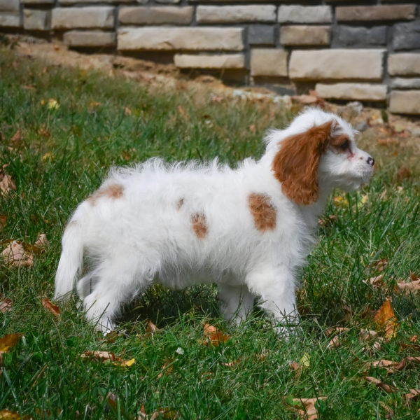 F1 Cavapoo Puppy for Sale