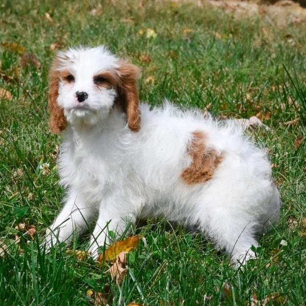 F1 Cavapoo Puppy for Sale
