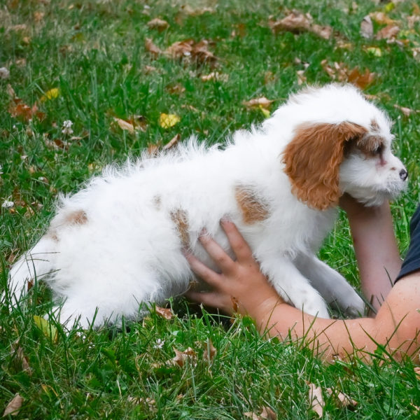 F1 Cavapoo Puppy for Sale