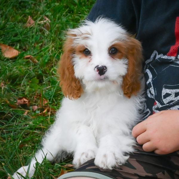 F1 Cavapoo Puppy for Sale