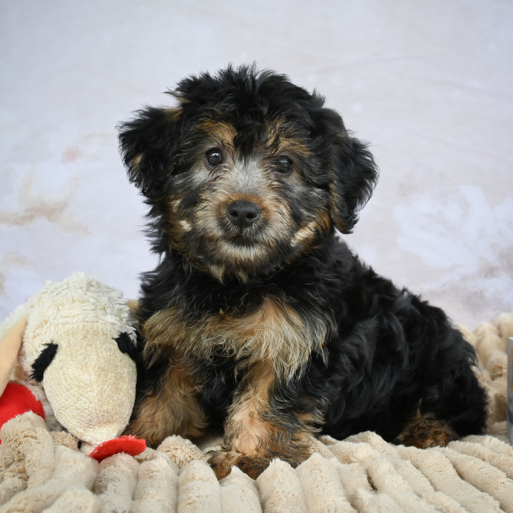 Yorkshire Terrier Puppy for Sale in NYC