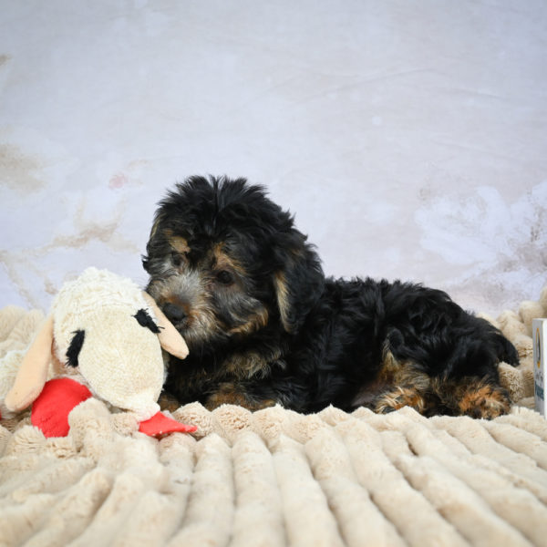 Yorkshire Terrier Puppy for Sale