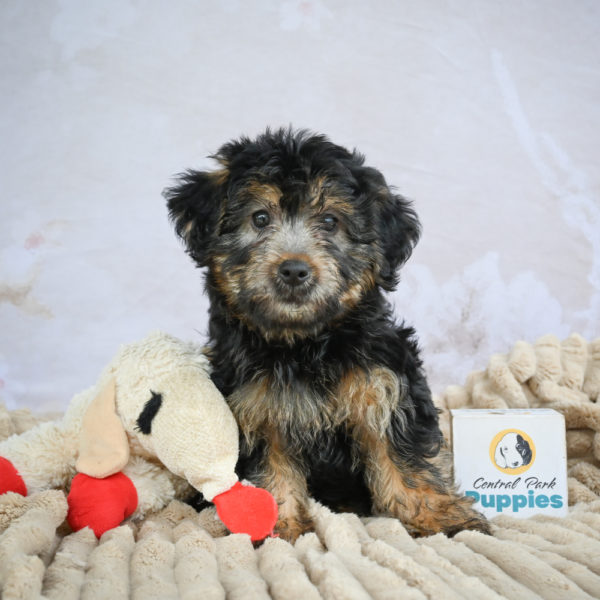 Yorkshire Terrier Puppy for Sale