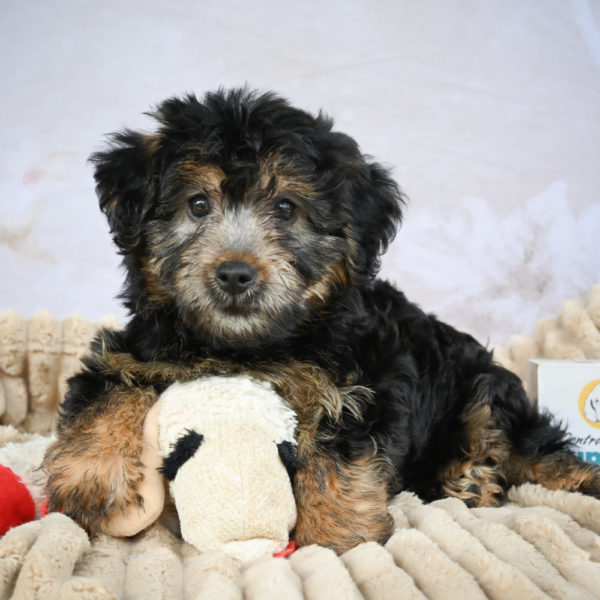 Yorkshire Terrier Puppy for Sale