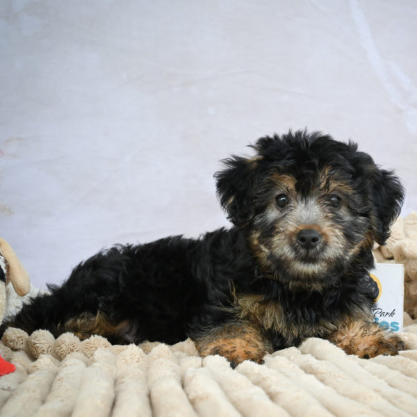 Yorkshire Terrier Puppy for Sale